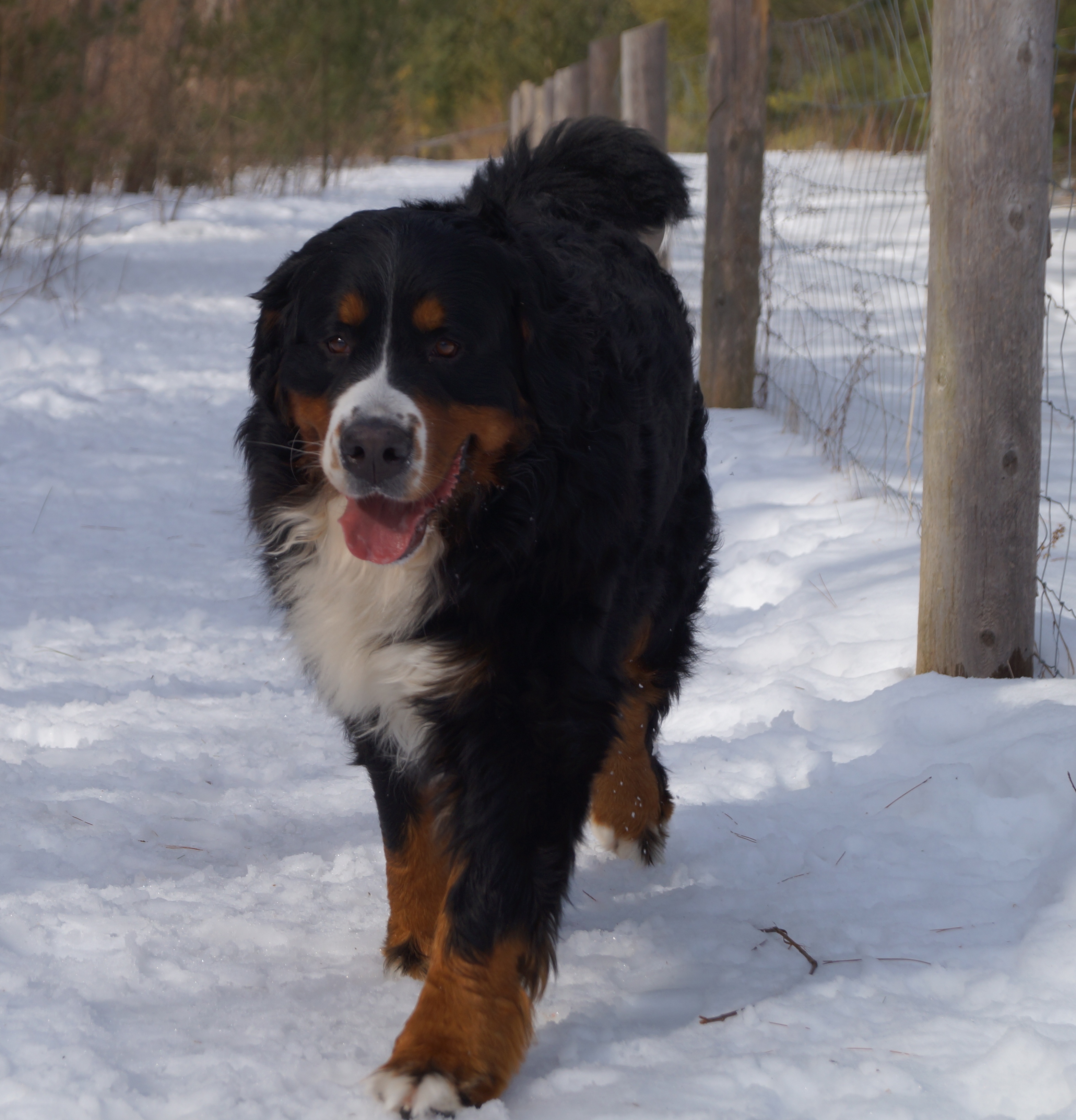 Lucy Lucy